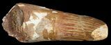 Bargain Spinosaurus Tooth - Composite Tooth #45750-1